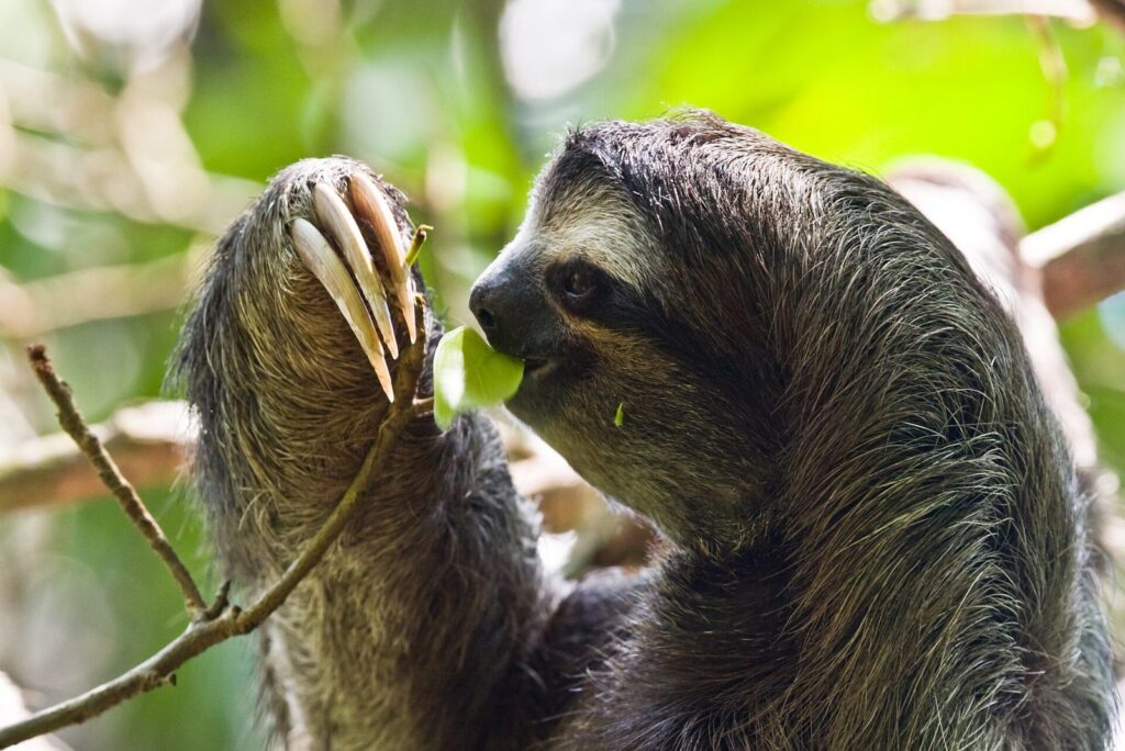 Perezoso de tres dedos colgado de una rama en la selva costarricense