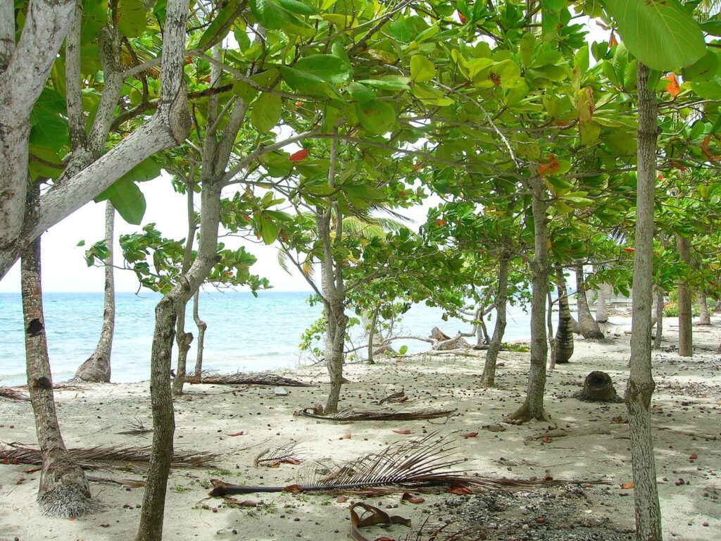 Arboleda junto a la orilla de una playa de Utila, en Honduras