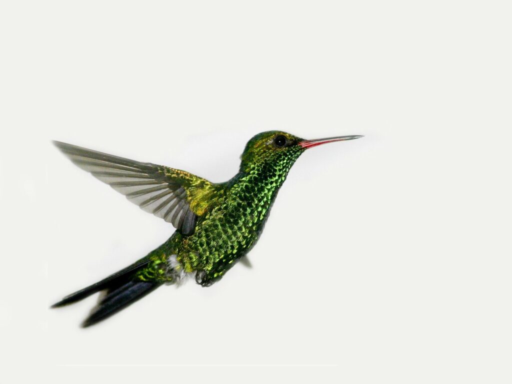 Colibrí esmeralda hondureño en vuelo