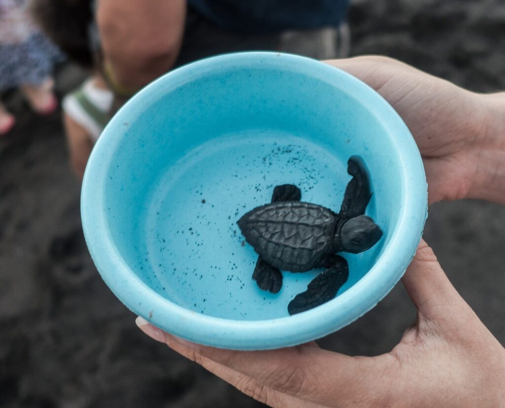 Cría de tortuga marina sostenida en un recipiente antes de su suelta en Monterrico