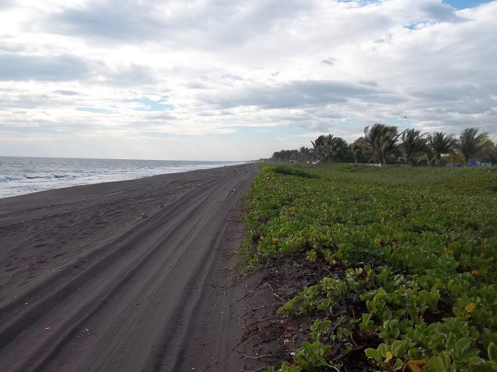 Playa de Monterrico con vegetación tropical junto a la orilla