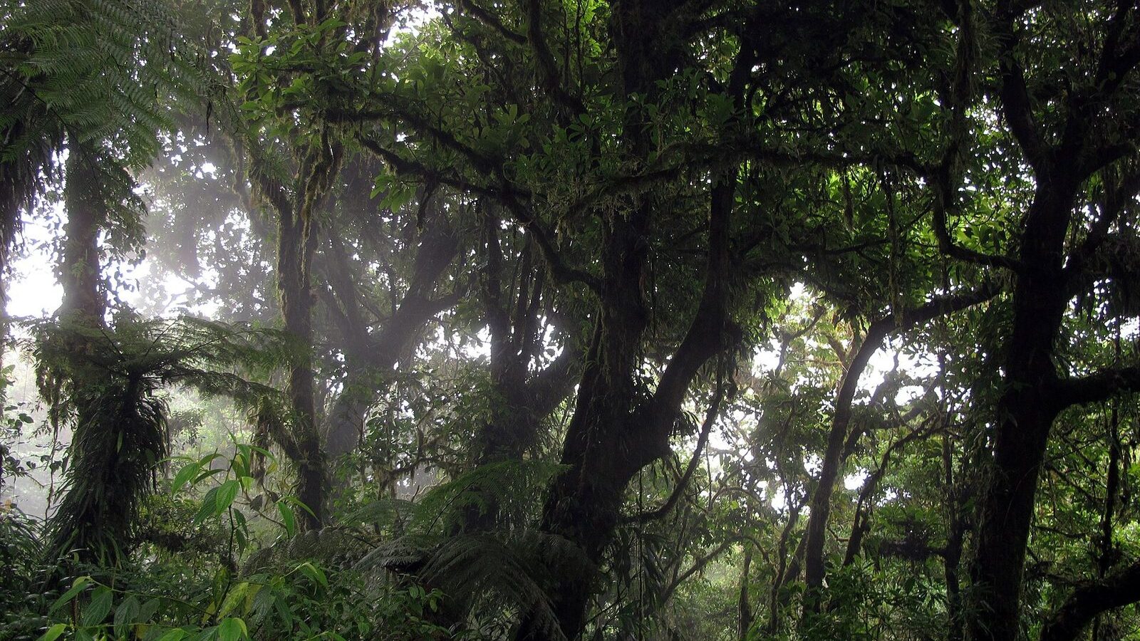 Árboles cubiertos de musgo y epifitas en el bosque nuboso de Monteverde, Costa Rica