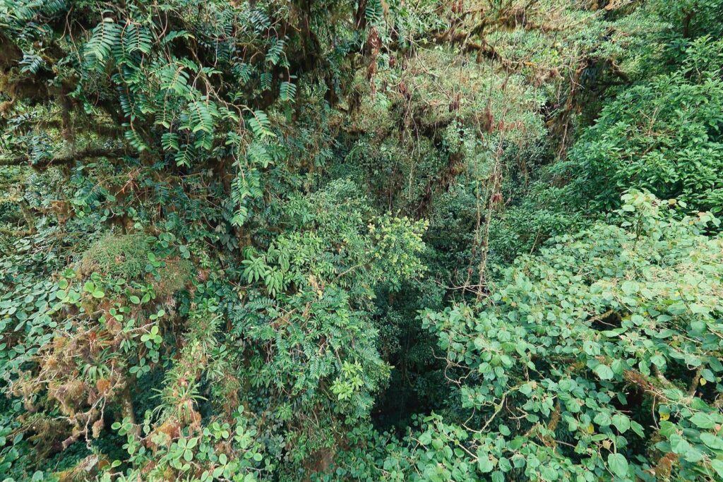 Dosel del bosque nuboso de Monteverde visto desde un puente colgante