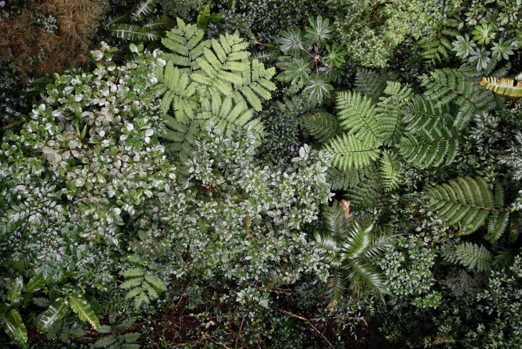 Helechos y vegetación densa del bosque nuboso de Monteverde