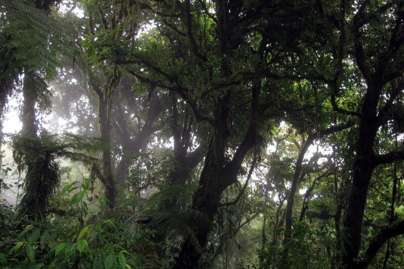 Monteverde: guía del bosque nuboso más famoso del mundo