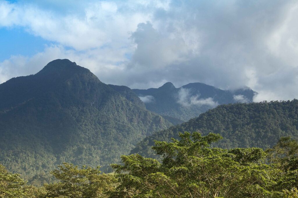 Selva tropical del parque nacional Pico Bonito con montañas al fondo