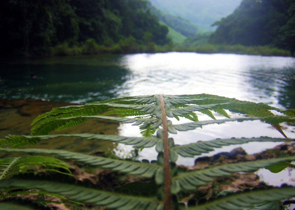Pozas turquesas de Semuc Champey vistas desde el mirador entre montañas boscosas
