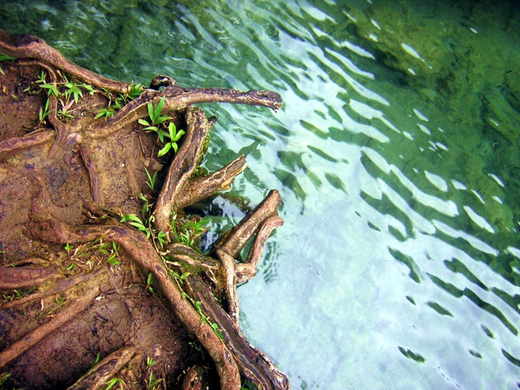 Agua turquesa de Semuc Champey corriendo entre raíces y roca caliza
