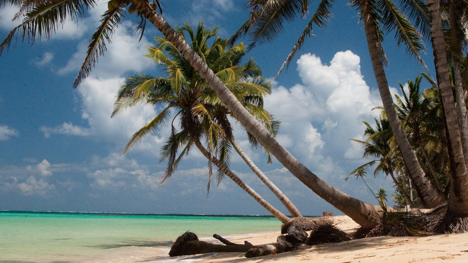 Palmeras inclinadas sobre la arena blanca de Otto Beach, en Little Corn Island, Nicaragua