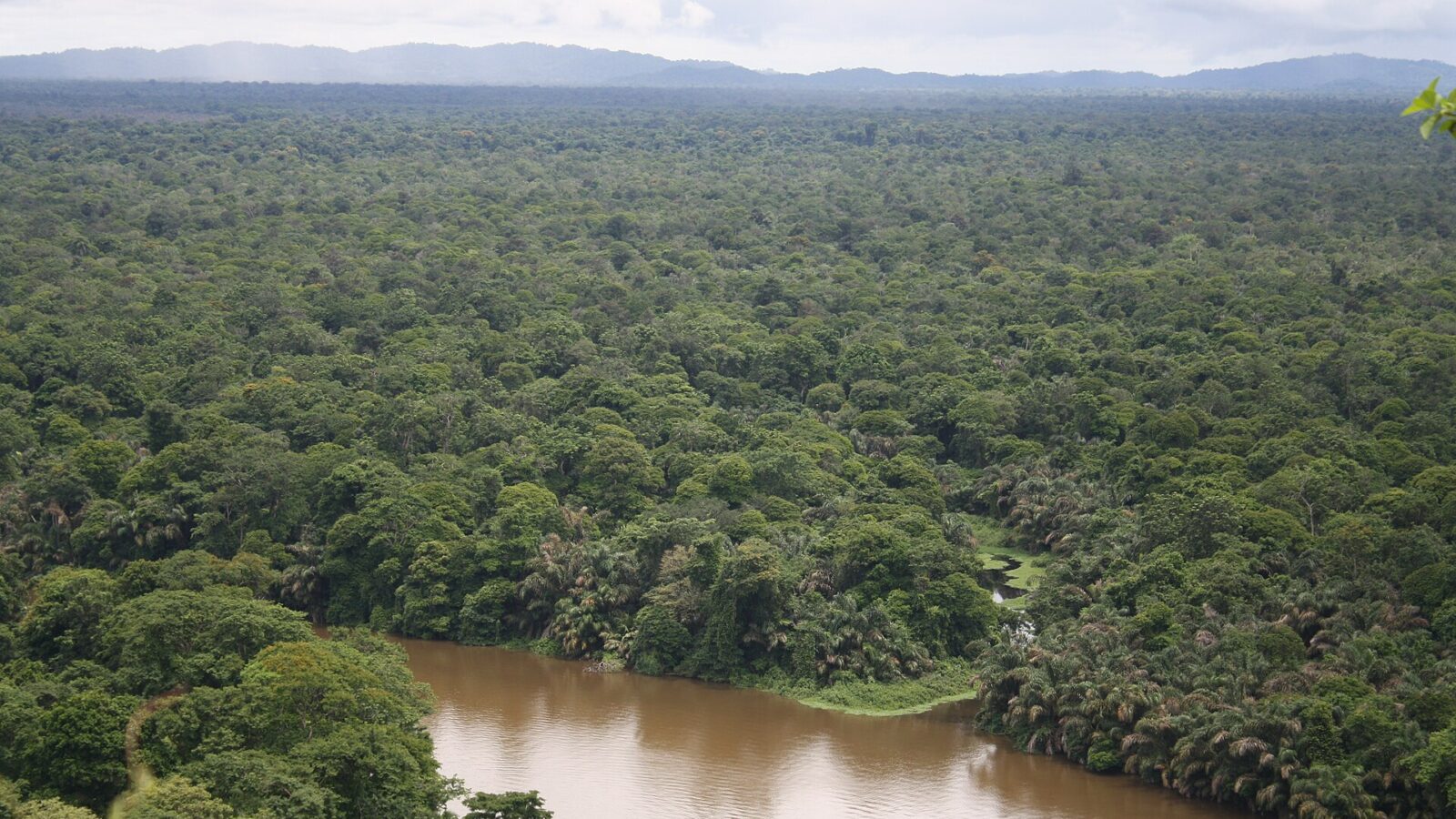 Vista aérea de la selva y los canales del Parque Nacional Tortuguero, Costa Rica