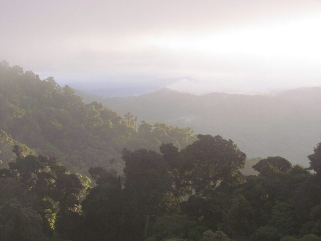 Bosque nuboso de las tierras altas de Panamá envuelto en niebla