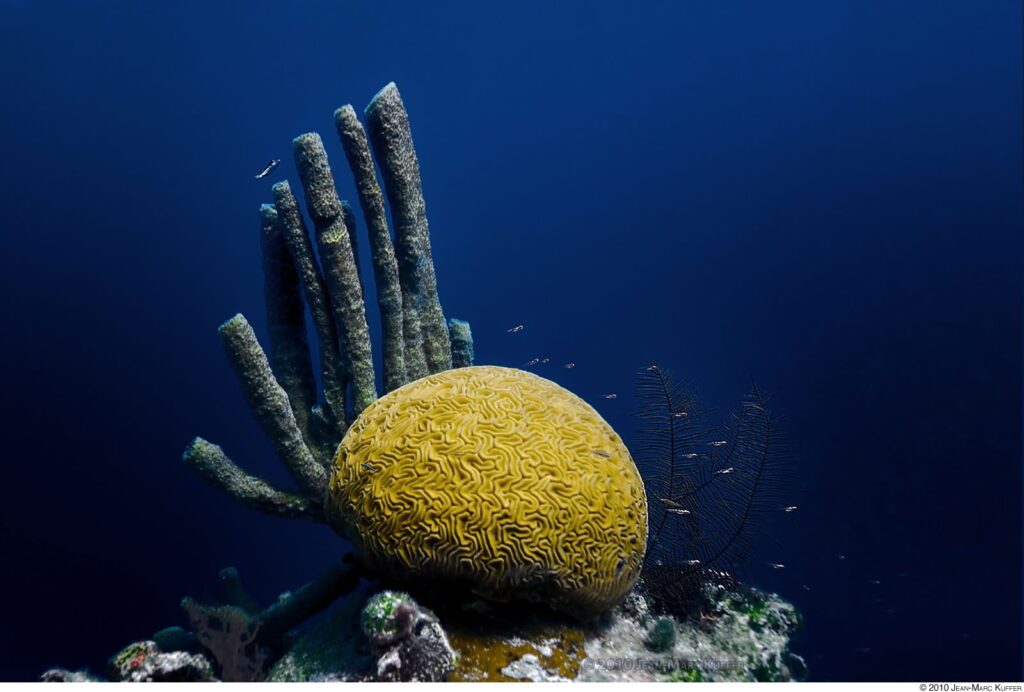 Coral cerebro y esponjas en el arrecife de Belice